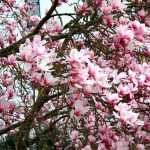 Magnolienblüten Garten