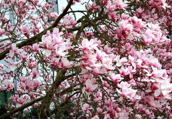 Magnolienblüten Garten