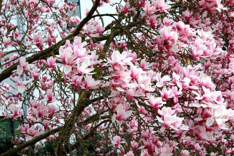 Magnolienblüten Garten