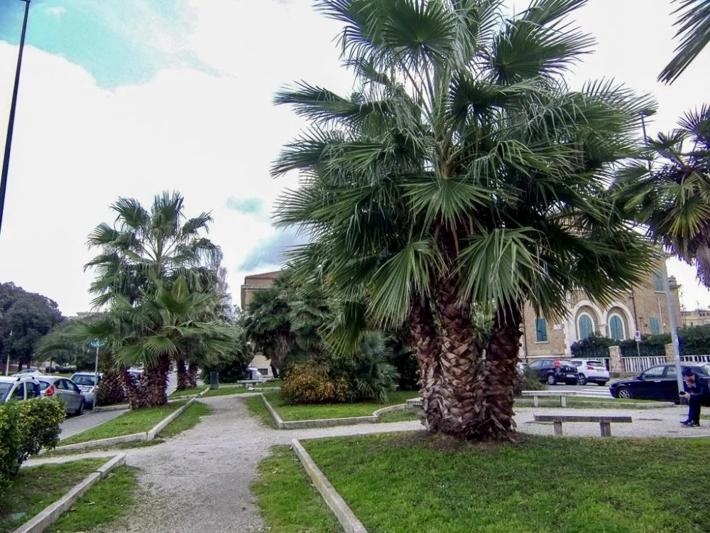palm-park-photo-reports2